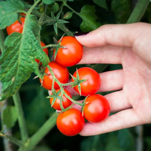 Tomate cherry
